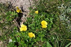 Potentilla reptans
