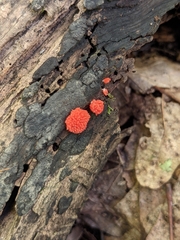 Tubifera ferruginosa