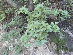 Rhododendron mucronulatum