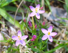 Centaurium