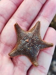 Asterina gibbosa
