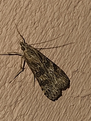 Nomophila nearctica