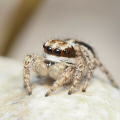 Habronattus