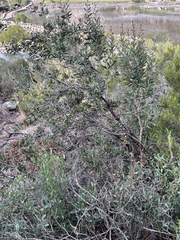 Melaleuca pallida