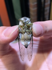 Neotibicen