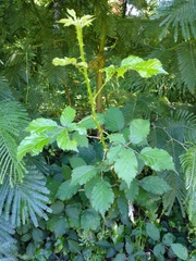 Rubus ulmifolius