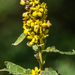 Verbascum × thapsi - Photo (c) jamesefoy, some rights reserved (CC BY-NC)