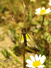 Libelloides baeticus