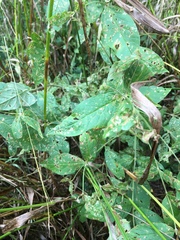 Lysimachia vulgaris