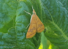 Pyrausta phoenicealis