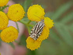 Acontia trabealis