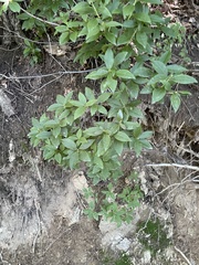 Rhododendron mucronulatum