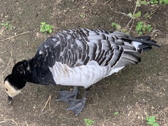 Branta leucopsis