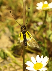 Libelloides baeticus
