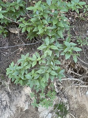 Rhododendron mucronulatum