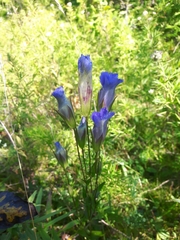 Gentianopsis crinita