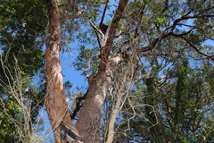 Eucalyptus robusta