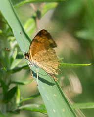 Phyciodes cocyta