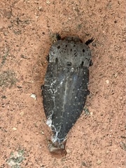 Capnodis tenebricosa