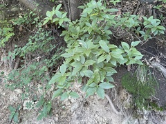 Rhododendron mucronulatum