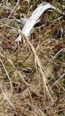 Elymus canadensis