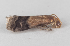 Eulogia ochrifrontella