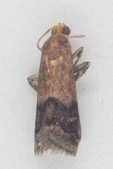 Eulogia ochrifrontella