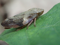 Aphrophora alni