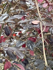 Pterygota