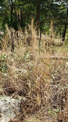 Elymus canadensis