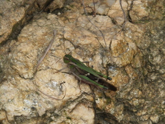 Shirakiacris shirakii
