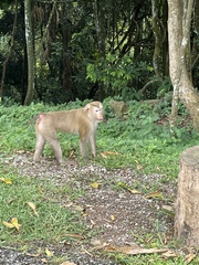 Macaca leonina