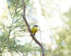 Eopsaltria australis