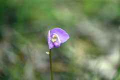 Swainsona procumbens