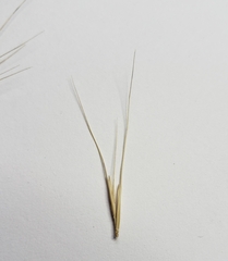 Elymus canadensis
