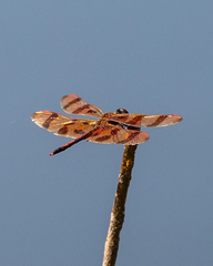 Celithemis eponina