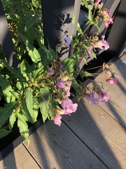 Impatiens glandulifera