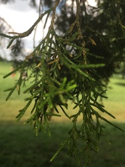 Juniperus virginiana