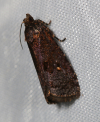Cryptaspasma bipenicilla