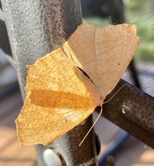 Prochoerodes lineola