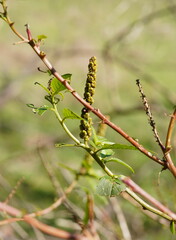 Phytolacca octandra