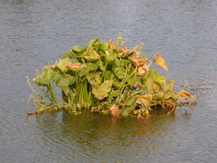 Sagittaria montevidensis