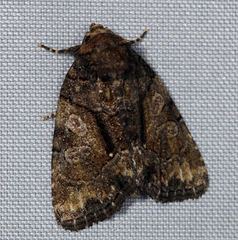 Chytonix palliatricula