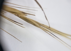 Elymus canadensis