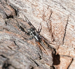 Nyssus coloripes