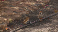 Passer hispaniolensis