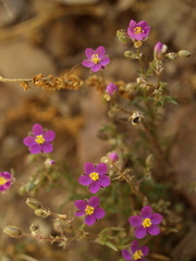 Spergularia