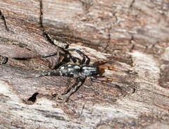 Nyssus coloripes