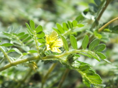 Tribulus terrestris