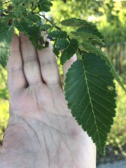 Ulmus pumila